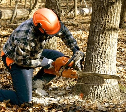 Tree Removal in Hornbeck, LA